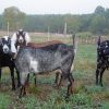 NUBIAN DAIRY GOATS