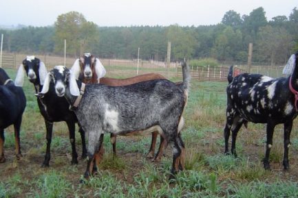 NUBIAN DAIRY GOATS